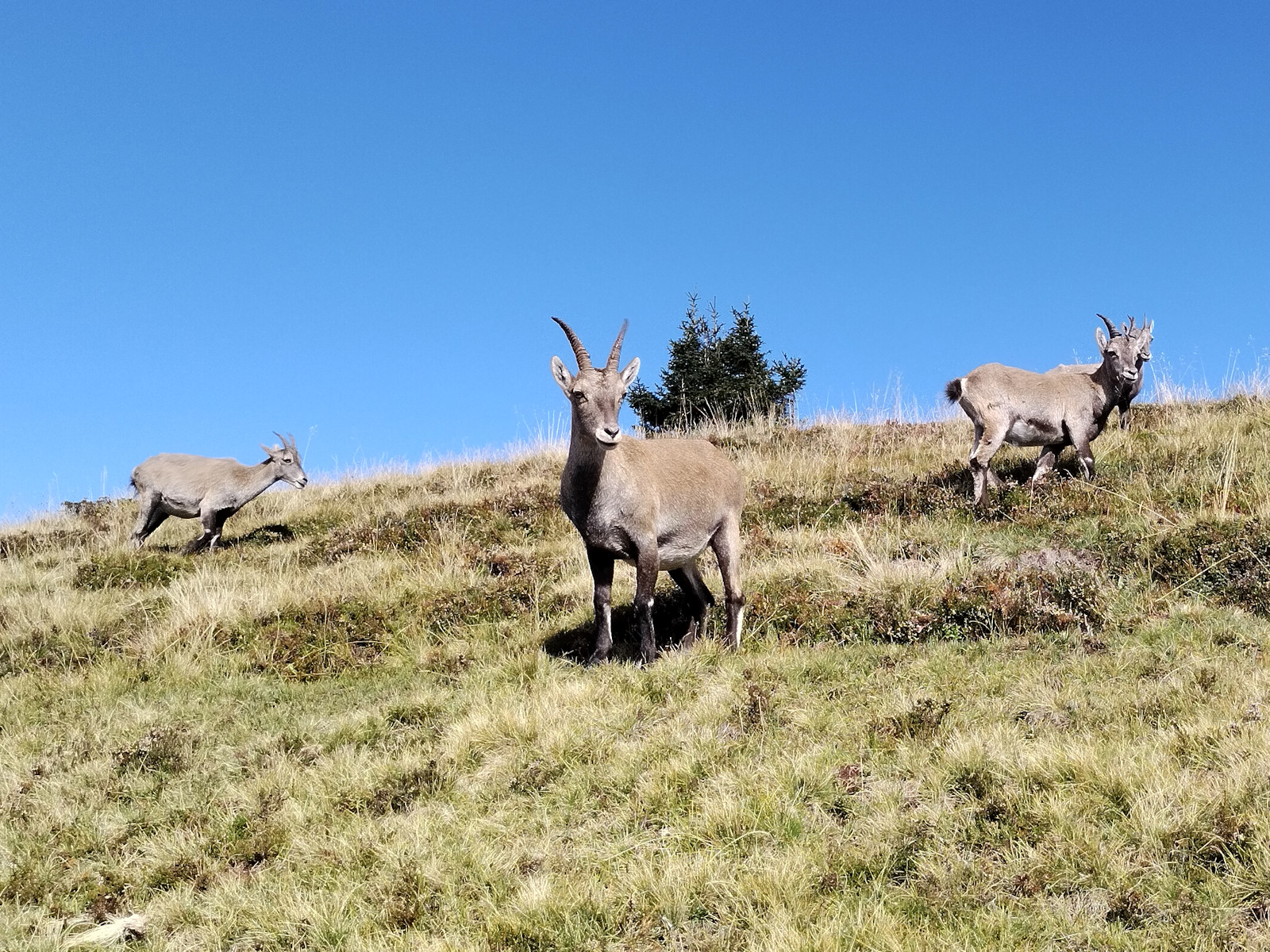 Steingeissen auf dem Niederhorn