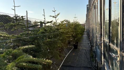 Die Weihnachtsbäume warten auf ihren Einsatz im Dezember 2026