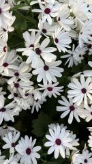 Candlelight Dinner 2026