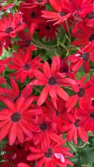 Candlelight Dinner 2026