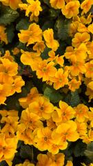 Candlelight Dinner 2026